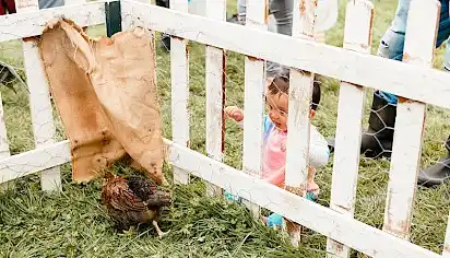 A small toddler watches the chickens within the fenced area