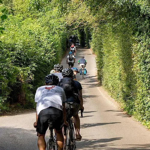 Cyclists on a country lane lined with trees