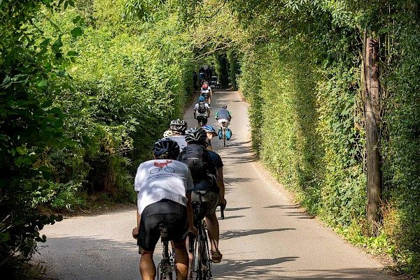 Cyclists on a country lane lined with trees